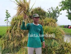Harga Gabah Turun, Petani di Plandaan Jombang Makin Merugi