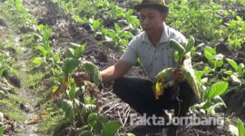 Salah satu petani menunjukkan tanaman tembakau yang ditanamnya, layu dan mati akibat diguyur hujan,