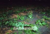 Tanaman blewah milik Marlan, warga Dusun Padangan, Desa Plandaan, Kabupaten Jombang, terendam air hujan yang mengguyur deras di wilayahnya.