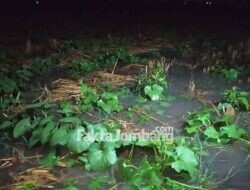 Hujan Deras Rendam Tanaman Blewah di Plandaan Jombang, Petani Terancam Merugi