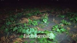 Tanaman blewah milik Marlan, warga Dusun Padangan, Desa Plandaan, Kabupaten Jombang, terendam air hujan yang mengguyur deras di wilayahnya.