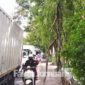 Kondisi dahan pohon yang patah dan menggelantung nyaris menyentuh tanah di pinggir Jalan Raya Abdul Rahman Saleh, Dusun Sambongsantren, Desa Sambongdukuh, Kecamatan/ Kabupaten Jombang.