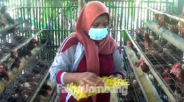 Anik Marianah (43), salah satu peternak ayam petelur di Dusun Pedes, Desa Sukorejo, Kecamatan Perak, Kabupaten Jombang.
