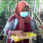 Anik Marianah (43), salah satu peternak ayam petelur di Dusun Pedes, Desa Sukorejo, Kecamatan Perak, Kabupaten Jombang.
