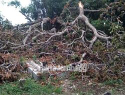 Pohon Tumbang Timpa Makam dan Pagar di Kedungturi Jombang, Kades: ‘Belum Ada Pembeli’