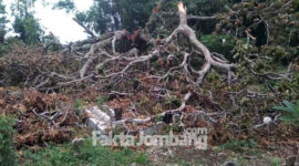 Kondisi pohon yang tumbang beberapa hari lalu yang menimpa makam Dusun Kedungbentul,  Desa Kedungturi, Kecamatan Gudo, Kabupaten Jombang.