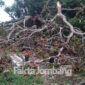 Kondisi pohon yang tumbang beberapa hari lalu yang menimpa makam Dusun Kedungbentul,  Desa Kedungturi, Kecamatan Gudo, Kabupaten Jombang.