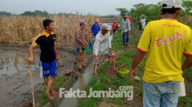 Sejumlah warga Dusun Penggalangan, Desa Segodorejo, Kecamatan Sumobito, Kabupaten Jombang, sedang gerobyokan tikus di area persawahan dusun setempat. 