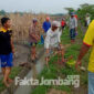 Sejumlah warga Dusun Penggalangan, Desa Segodorejo, Kecamatan Sumobito, Kabupaten Jombang, sedang gerobyokan tikus di area persawahan dusun setempat. 