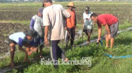 Suasana gropyokan hama tikus di Desa Pacarpeluk, Kecamatan Megaluh, Kabupaten Jombang.