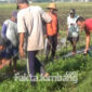Suasana gropyokan hama tikus di Desa Pacarpeluk, Kecamatan Megaluh, Kabupaten Jombang.