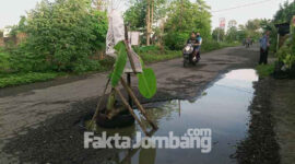Kondisi jalan berlubang di Desa Kedungpapar, Kecamatan Sumobito, Kabupaten Jombang yang ditanami pohon pisang.