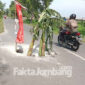 Jalan di Desa Watugaluh, Kecamatan Diwek, Jombang, yang menjadi akses menuju makam Gus Dur, ditanami pohon pisang dan umbul-umbul.