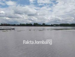Meski Sungai Usai Dinormalisasi, Hektaran Sawah di Sidomulyo Jombang Tetap Kebanjiran