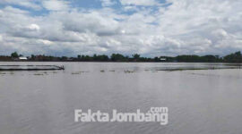 Hektaran sawah di Dusun/ Desa Sidomulyo, Kecamatan Megaluh, Kabupaten Jombang, terendam banjir, Rabu (12/1/2022),