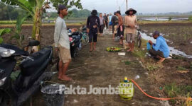 Warga Sumbersari, Kecamatan Megaluh, Kabupate Jombang, mempersiapkan alat gropyokan tikus, setelah kenduri dan doa bersama.