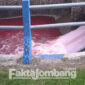 Kondisi air sungai di Desa Tanggalrejo, Kecamatan Mojoagung, Kabupaten Jombang, yang berubah jadi warna merah, Kamis (25/2/2022),