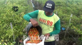 Ahmad Nahrowi, petani cabai rawit Desa Brangkal, Kecamatan Bandar Kedungmulyo, Kabupaten Jombang, saat memanen tanaman cabai rawit miliknya.
