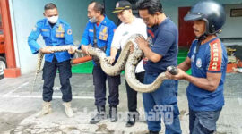 Ular sanca kembang yang ditemukan di rumah Suminem warga Desa Jelakombo, Kecamatan/ Kabupaten Jombang, Rabu (2/2/2022)