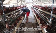 Harga Telur di Jombang Naik Rp 2 Ribu, Peternak Tak Untung, Kok Bisa?