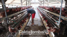 Salah satu peternak ayam petelur di Desa Mojotengah, Kecamatan Bareng, Jombang.