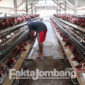 Salah satu peternak ayam petelur di Desa Mojotengah, Kecamatan Bareng, Jombang.