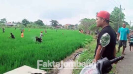 Suasana perburuan ikan lele yang bertebaran di sawah yang berada di perbatasan Desa Segodorejo dengan Desa Sumobito, Kecamatan Sumobito, Kabupaten Jombang, Jumat (11/3/2022)