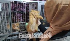 Ada Hotel Kucing di Jombang, Solusi Saat Hewan Piaraan Ditinggal Mudik