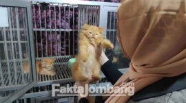 Hotel khusus kucing milik Wahyuni Septiana (27), di Dusun/ Desa Puton, Kecamatan Diwek, Kabupaten Jombang.