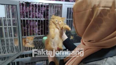 Ada Hotel Kucing di Jombang, Solusi Saat Hewan Piaraan Ditinggal Mudik