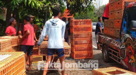 Boks ayam yang tumpah, diangkut menggunakan pikap yang datang ke lokasi kejadian di jalan raya Jombang – Kediri, tepatnya di Kecamatan Diwek. Sementara truk yang terguling dibawa ke kantor Satlantas Polres Jombang.