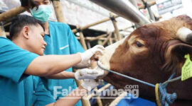 Sapi dicek kesehatannya.