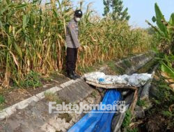 Mayat Pria Membusuk Dalam Pipa Terpal di Balongsari Jombang, Diduga Korban Pembunuhan?