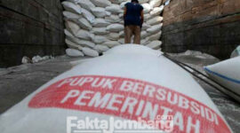 Ilustrasi pupuk bersubsidi.